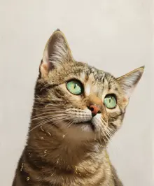 AI-Tabby 450 tabby cat