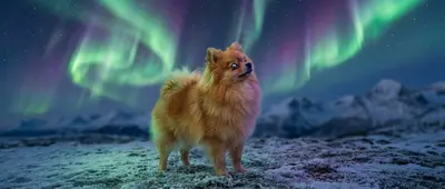 AI-pomeranian dog
