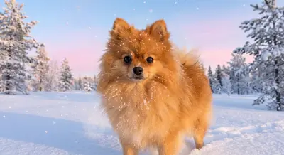 AI-pomeranian dog